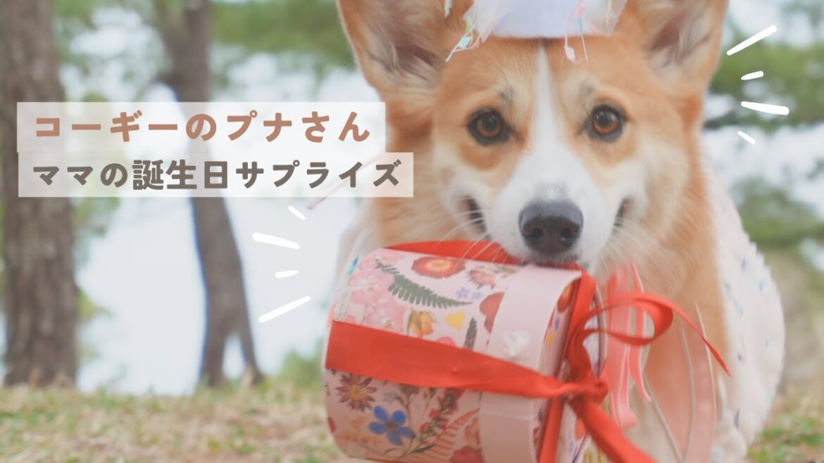 【映画】コーギーのプナさん、ママの誕生日に用意したものとは、、、