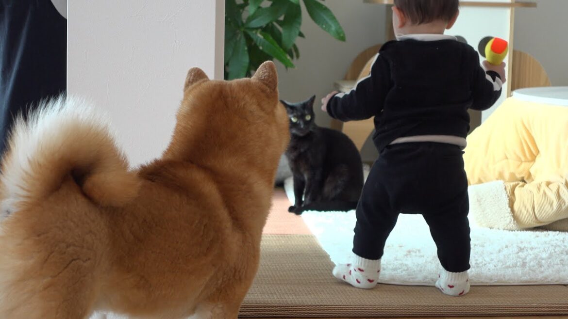 赤ちゃんが黒猫に…!?犬語で注意する柴犬にキュン死不可避。 赤ちゃんが黒猫に…!?犬語で注意する柴犬にキュン死不可避。