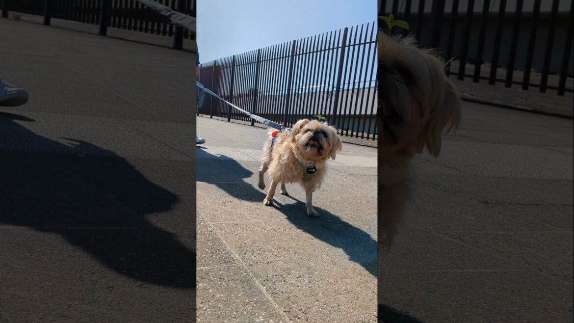 葉っぱ生えた🌱 #shorts #犬