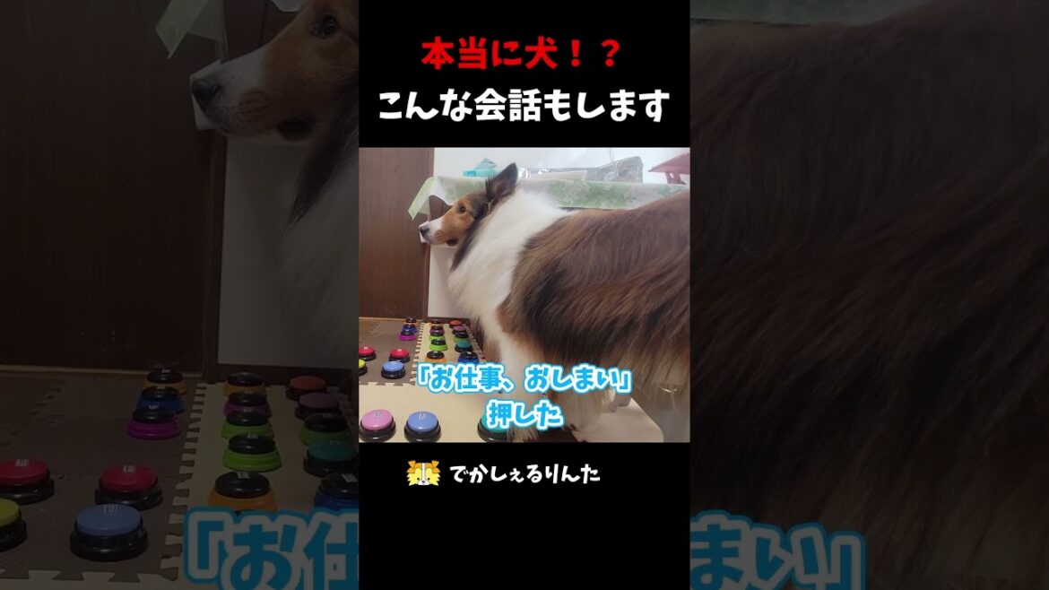 本当に犬！？こんな会話もします【会話ボタンでしゃべる犬】 #shorts #dog