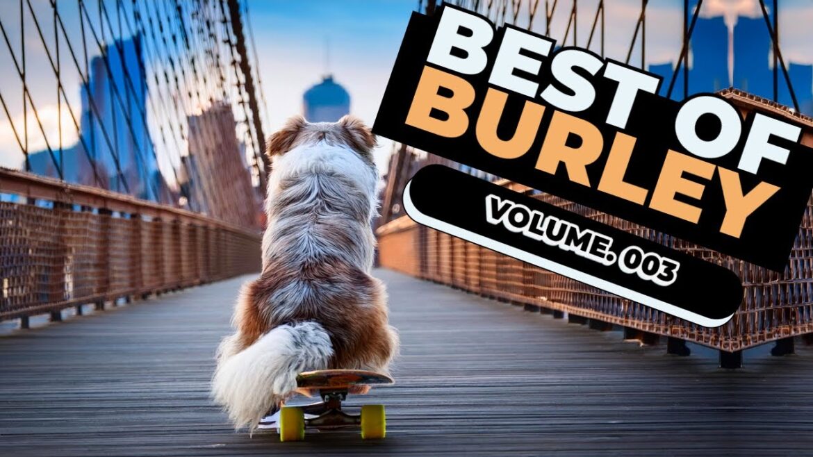 Best Of Burley Vol. 3