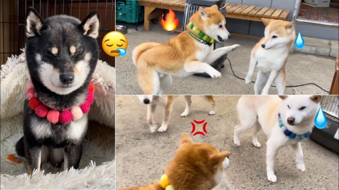 子供柴犬たちのアピールがとっても可愛いので見てほしいw