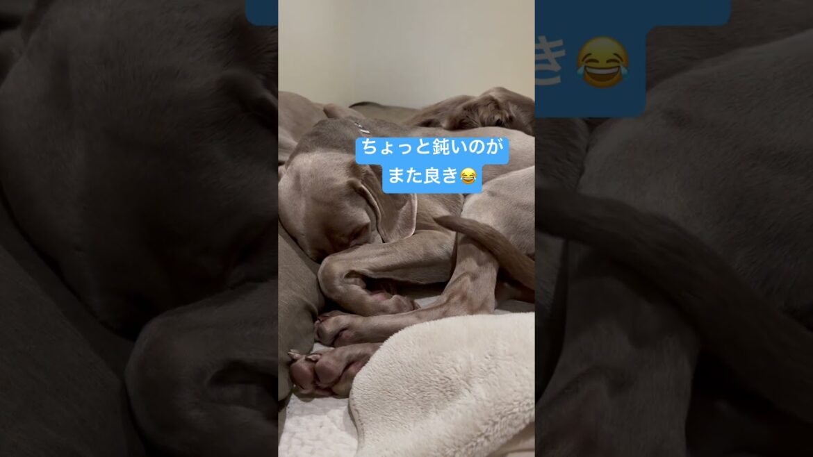 寝てても名前を呼ばれると嬉しくなるイッヌ #ワイマラナー #dogvlog #癒し #可愛い #大型犬との暮らし #かわいい #ペット
