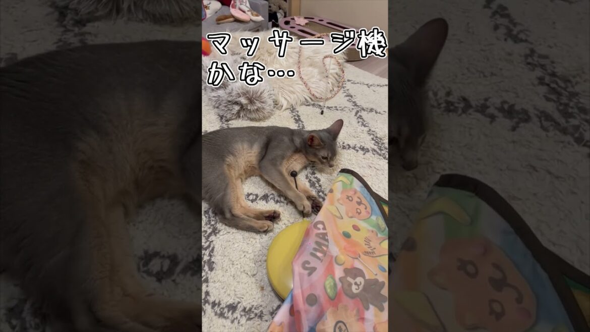 アビシニアンとは その37 #shorts #猫 #アビシニアン アビシニアンとは その37 #shorts #猫 #アビシニアン