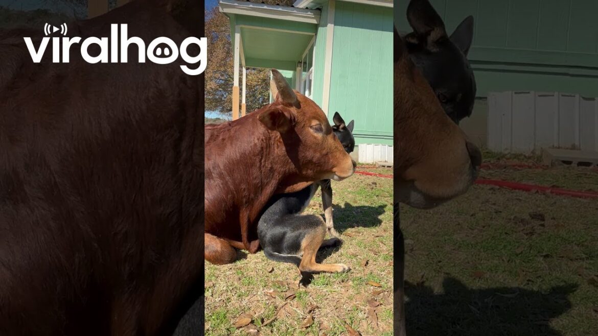 Romance Between Heeler Pup And Zebu Bull || ViralHog
