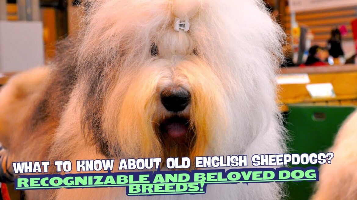 What to Know About Old English Sheepdogs? 🐑✨
