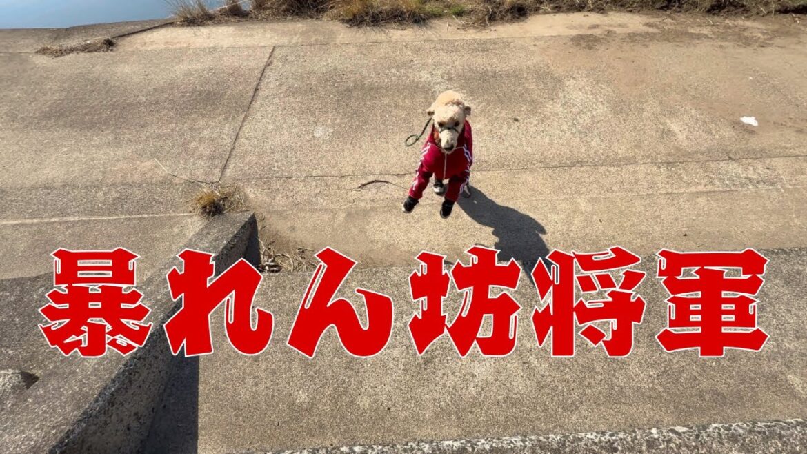 【熊本犬vlog】暴れん坊将軍とはオレのこと 脱走を図りましたが捕まり、罰として爪切りされました… 【熊本犬vlog】暴れん坊将軍とはオレのこと 脱走を図りましたが捕まり、罰として爪切りされました…