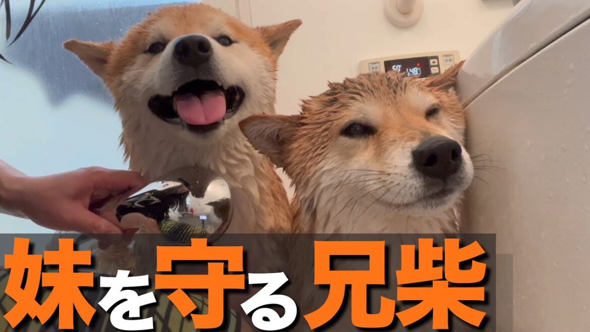 妹柴がキュンキュン鳴く姿を見て、隣にいて励まし守ってあげる兄柴