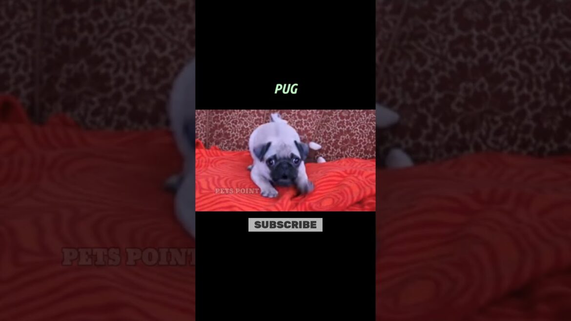 Pug #pug #dogbreed #puppy