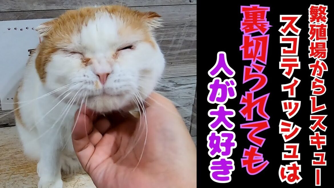 繁殖場からレスキューされたスコティッシュフォールドマイペースに甘えて癒された(保護猫カフェ猫の木)十三駅Scottish Fold rescued from a breeding farm 繁殖場からレスキューされたスコティッシュフォールドマイペースに甘えて癒された(保護猫カフェ猫の木)十三駅Scottish Fold rescued from a breeding farm