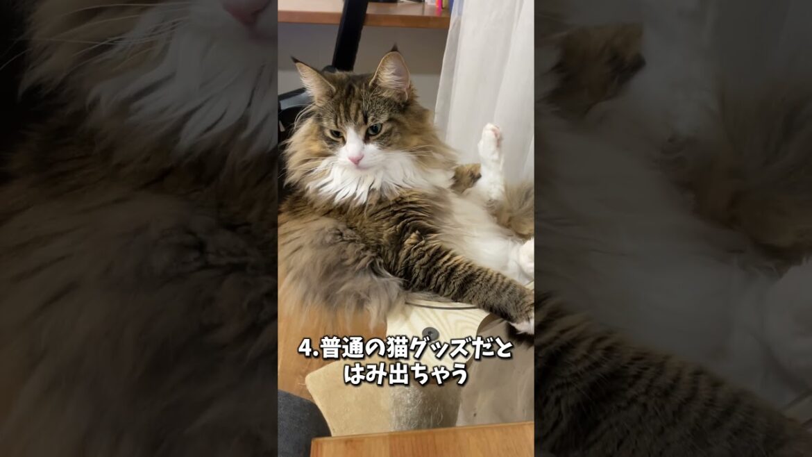 大型猫ノルウェージャンを飼って初めて知ったこと５選！　 #cat #猫 #北欧猫 #ノルウェージャン #ノルウェージャンフォレストキャット