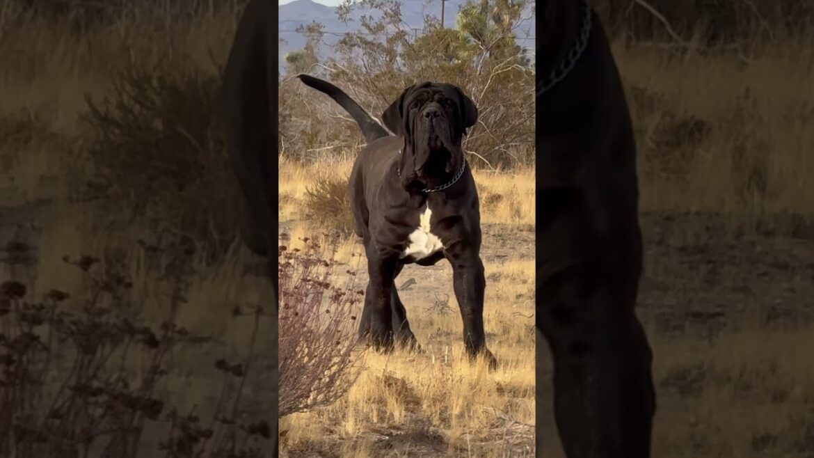 The Neapolitan Mastiff
