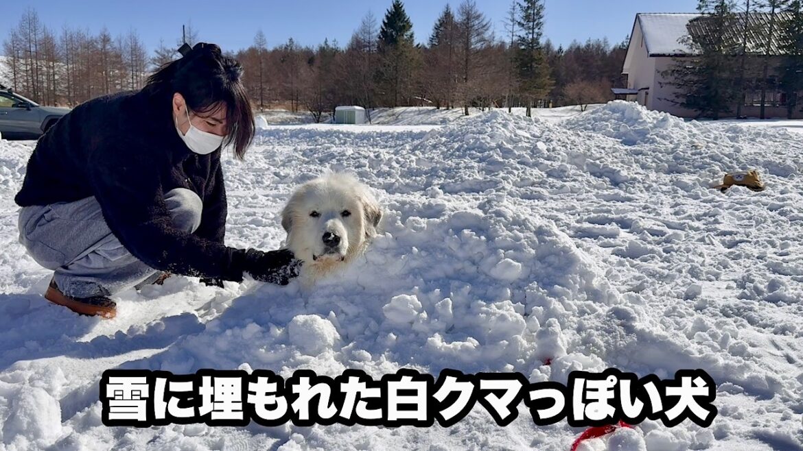 雪が大好きすぎて雪に埋もれちゃった超大型犬【雪風呂編】 雪が大好きすぎて雪に埋もれちゃった超大型犬【雪風呂編】