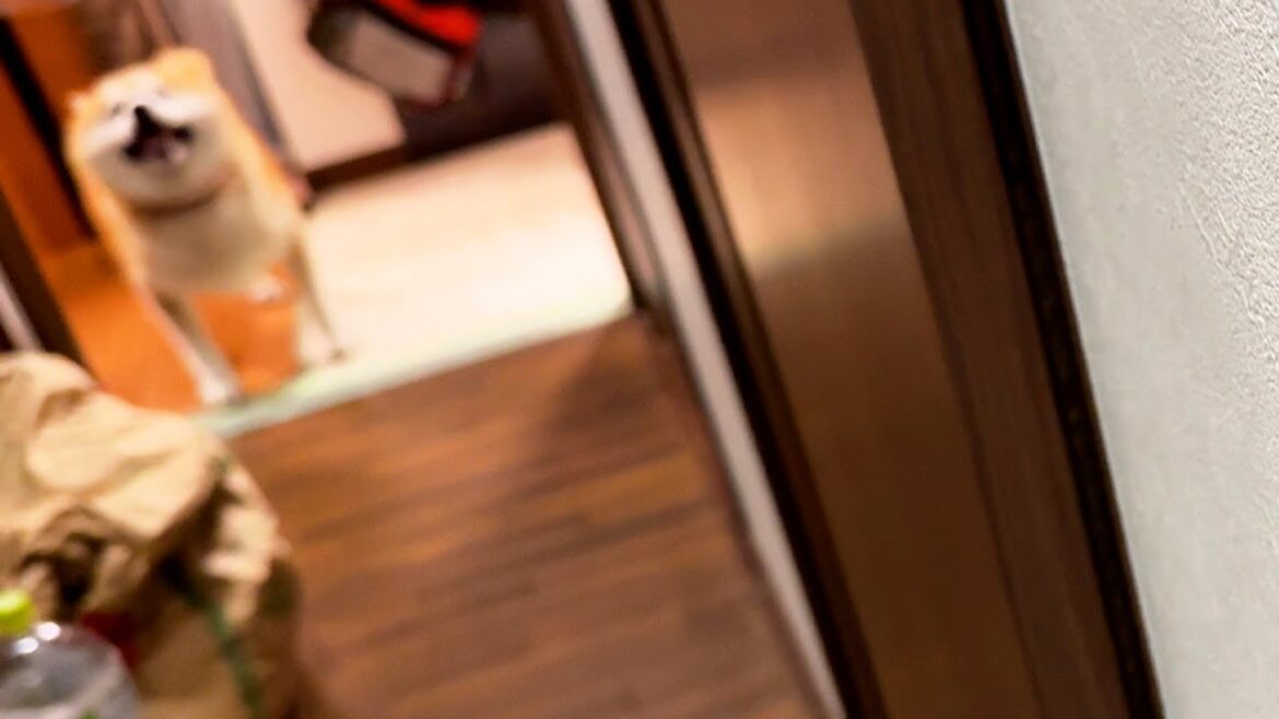 家族と再会すると、わちゃわちゃしながら一旦遠くに行き、嬉しそうな顔をする柴犬