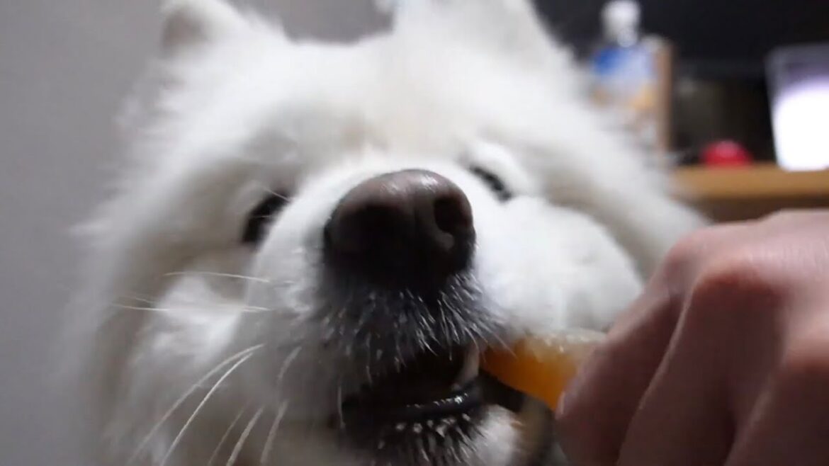 サモエド犬にバレンタインが届きました