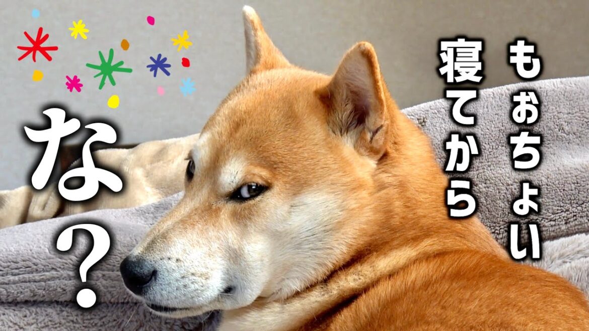 柴犬こむぎはバレンタインデーにチョコっと散歩してよく眠る