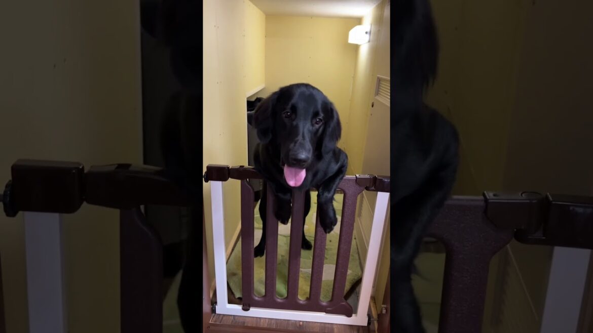 お客さんが来たら大興奮😅 #フラットコーテッドレトリバー #dog #犬のいる暮らし #犬のいる生活