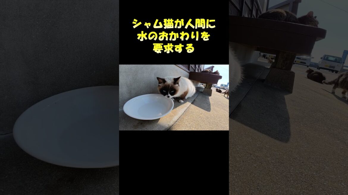 シャム猫が人間に水のおかわりを要求する #猫 #cat #ネコ