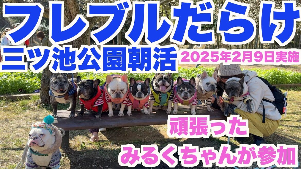 朝にたくさんのフレブルが集まる 朝活 【 フレンチブルドッグ french_bulldog 】(2/9/2025 実施)みるくちゃんに会えた! 朝にたくさんのフレブルが集まる 朝活 【 フレンチブルドッグ french_bulldog 】(2/9/2025 実施)みるくちゃんに会えた!
