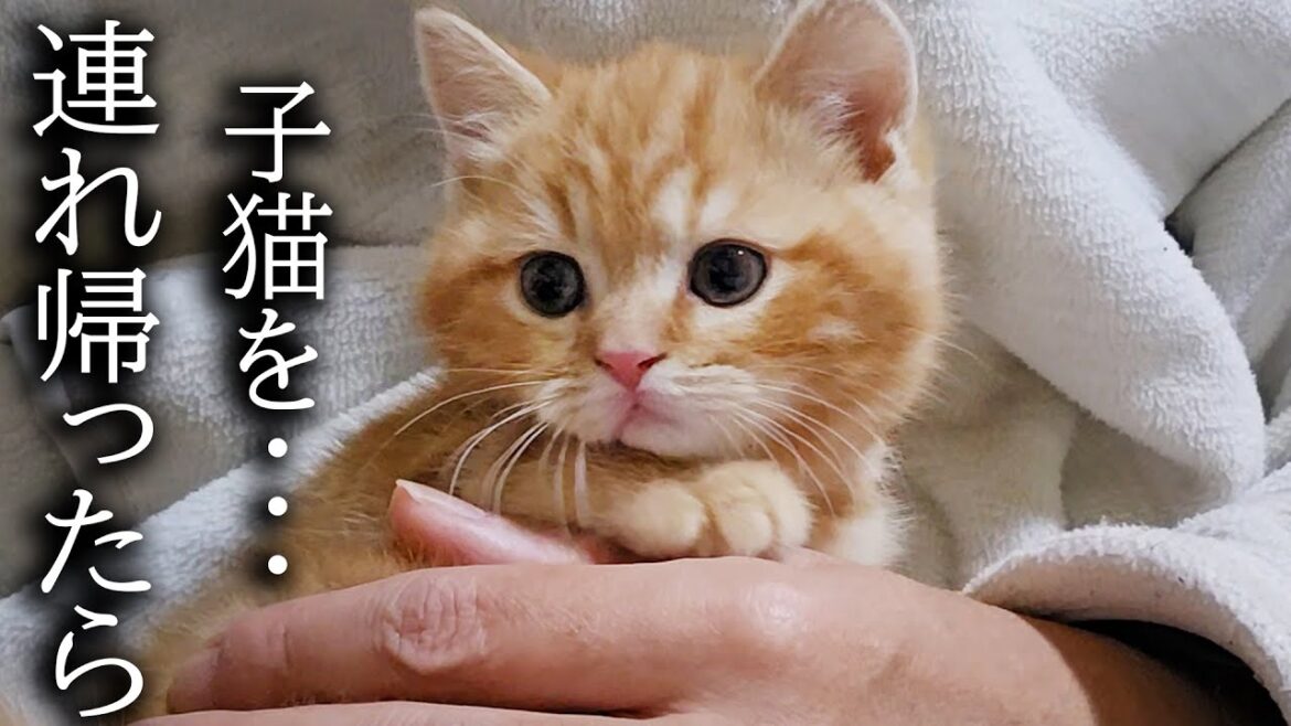 【ご報告】売れ残った子猫を連れ帰ったら先住猫と犬が大変なことに...