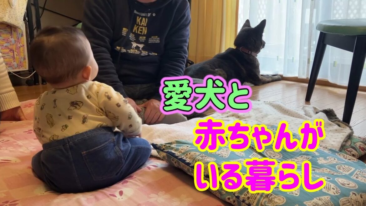 愛犬が赤ちゃんの警備！　甲斐犬いち