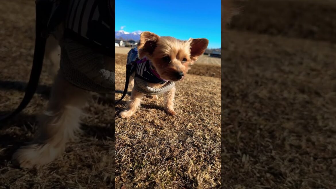 朝の散歩をするヨーキー￼#ヨークシャーテリア