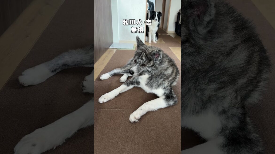 名前を呼ばれた時のそれぞれの反応【チャウチャウ・秋田犬・ボーダーコリー・ラブラドールレトリバー】【多頭飼い】【大型犬】＃Shorts