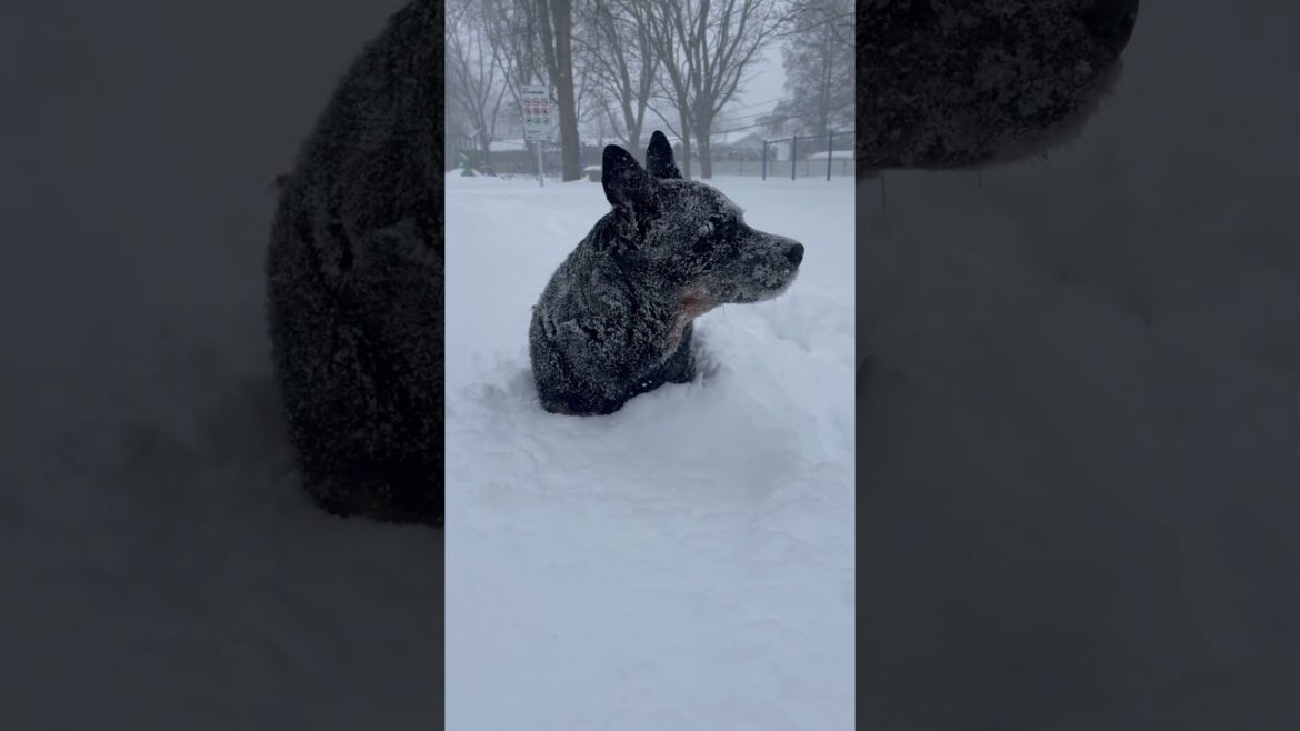 Snow storm Cattledog