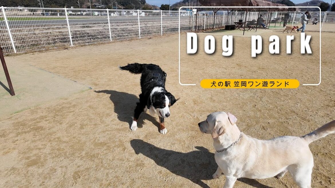【犬同士のふれあい】ラブラドールレトリーバーを連れてドッグラン 【犬同士のふれあい】ラブラドールレトリーバーを連れてドッグラン