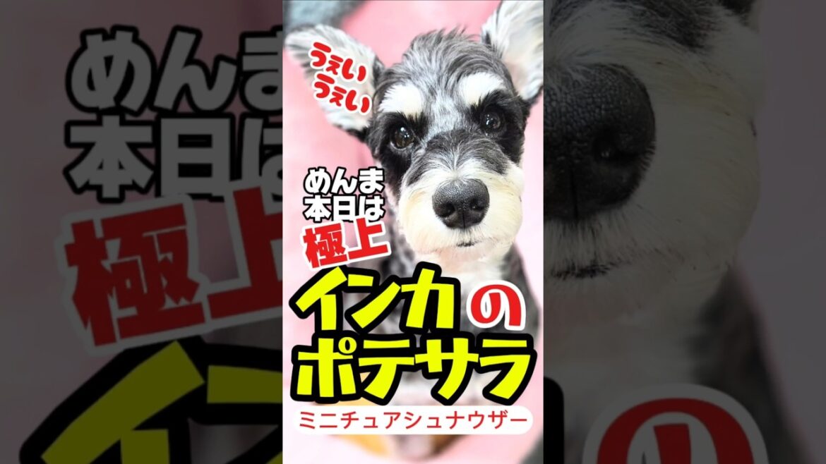 【しゃべる犬】極上インカのポテサラ！激ウマ手作り犬ごはん！【ミニチュアシュナウザー】#シュナウザー#めんまのへや#犬のいる生活
