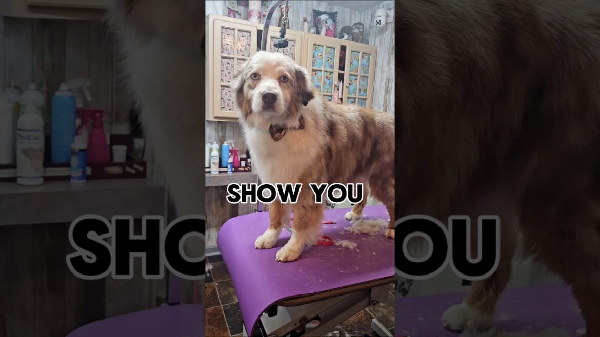 Australian Shepherd gets a camouflage bow #cute #grooming #dog