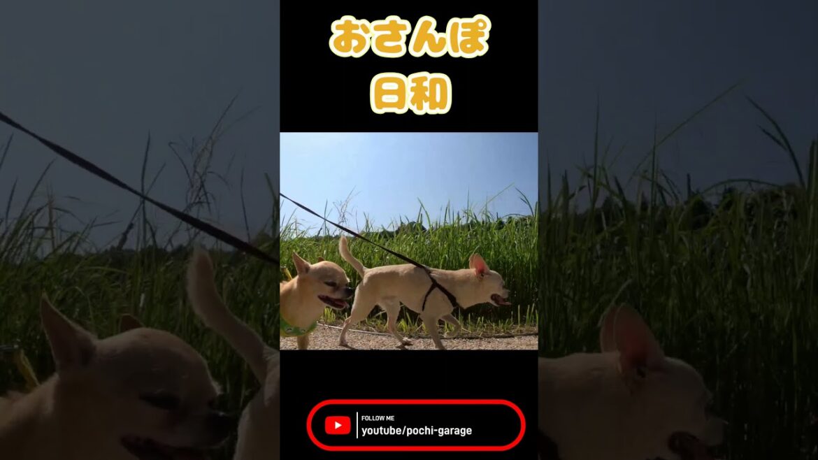 スムースコートチワワ 三太くん、ぶん太くんとおさんぽ #Shorts #dog