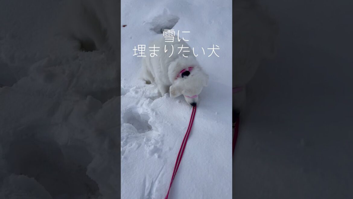 お散歩の途中でちょっと休憩🐻‍❄️              #グレートピレニーズ#GreatPyrenees#癒し動画