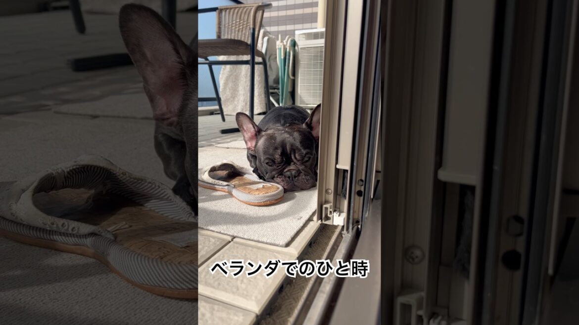 【お昼間の凛さん】ベランダでのひと時☀️ #フレンチブルドッグ #frenchie #frenchbulldog #frenchbulldoglife #shorts