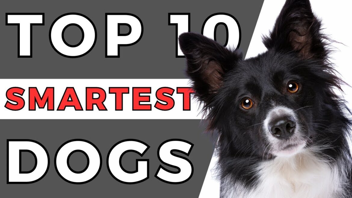 Top 10 Smartest Dog Breeds