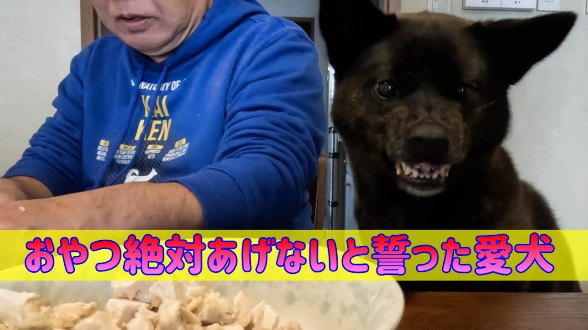 テーブル上での駆け引き　甲斐犬いち