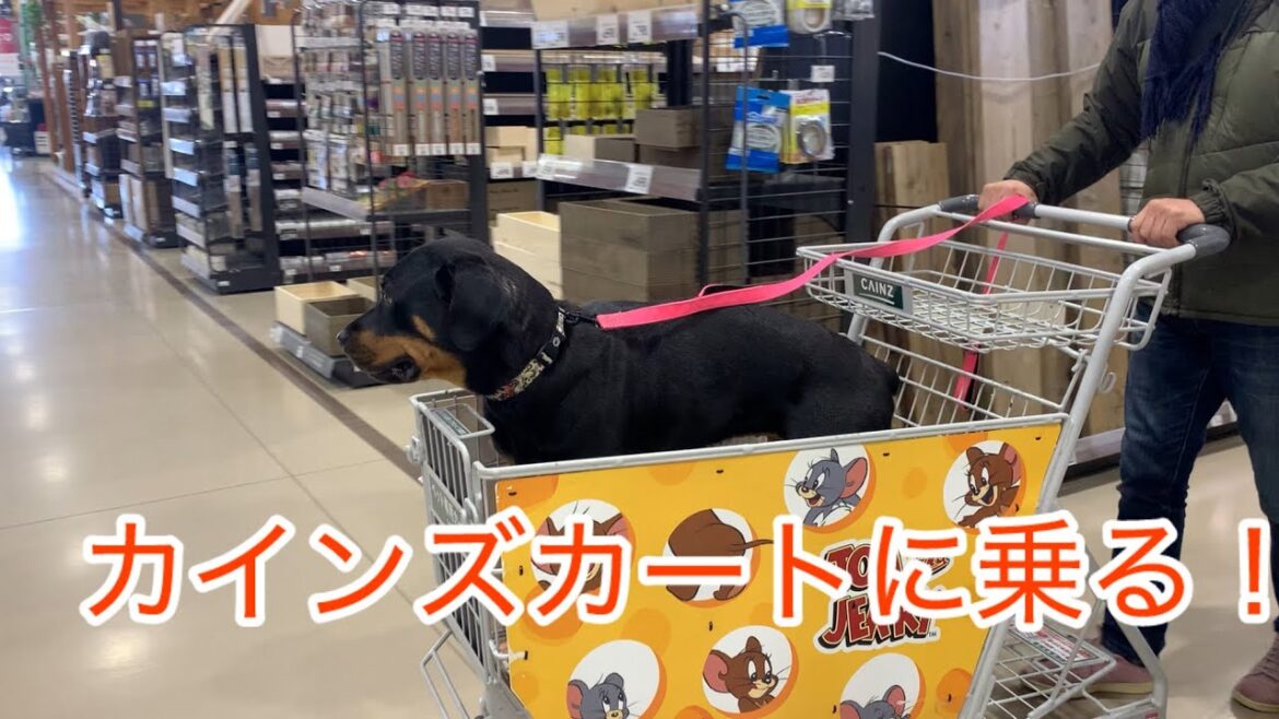 ロットワイラーらんの成長記録♡カインズのカートに乗る
