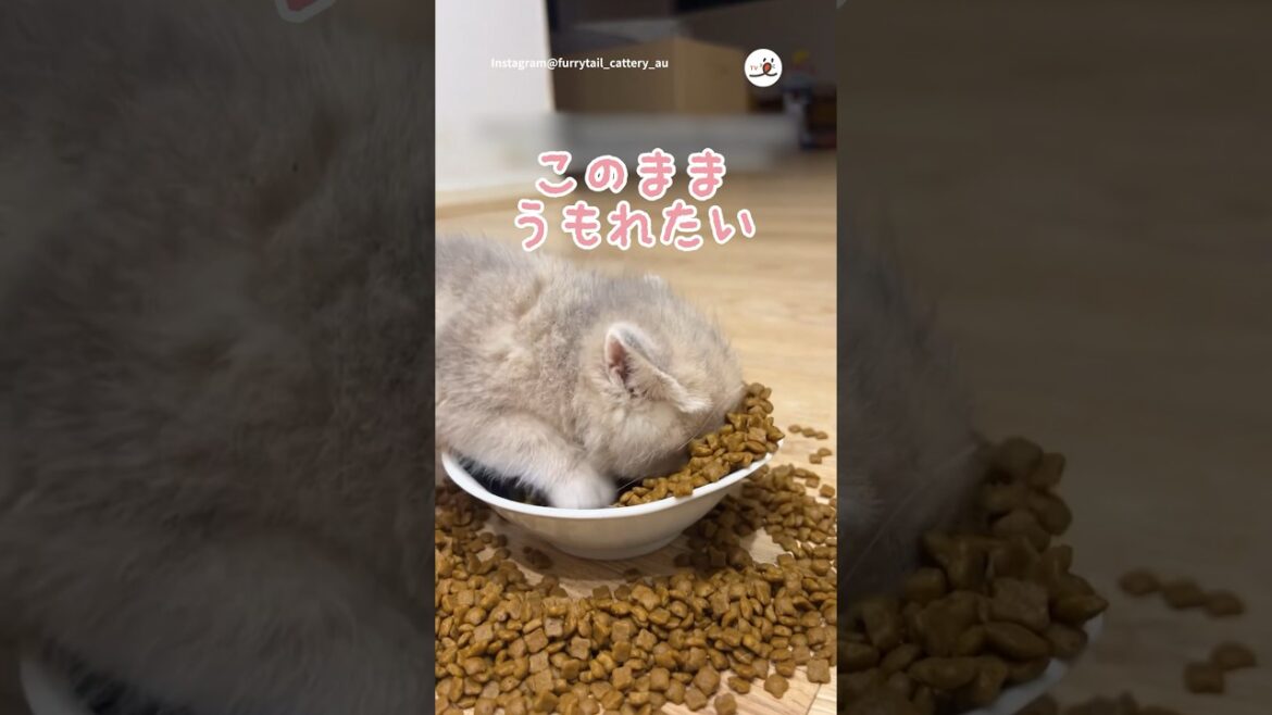 おいしすぎて埋もれたい😋｜PECO #ブリティッシュショートヘア #猫 #愛猫家 #猫のいる暮らし #britishshorthair #cat #catlover #catlife