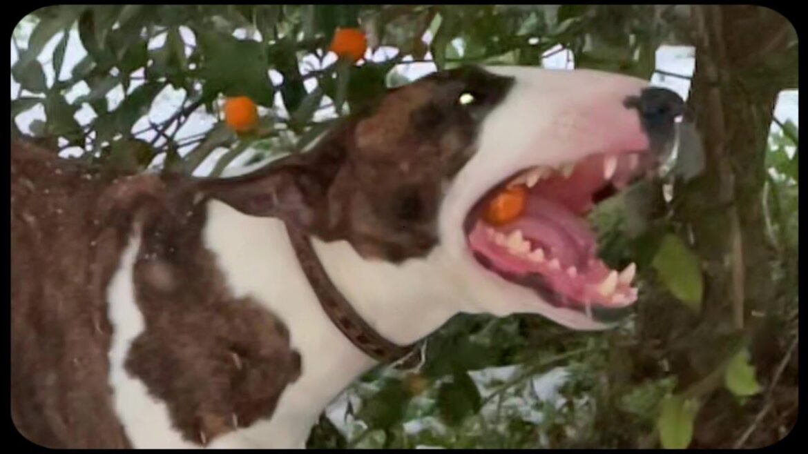 【Mブルテリア】金柑うめぇ。