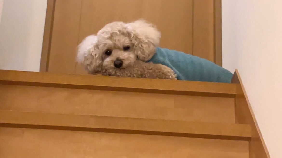 眠すぎて早く寝室で寝たい大きいトイプードル【デカプー】【トイプードルのロアくん】【toy poodle】