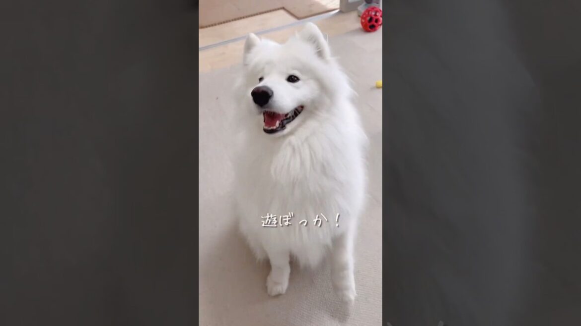 新しいおもちゃでサモエドを誘ってみたら想像以上の反応でした！ #samoyed #大型犬 #癒し動画