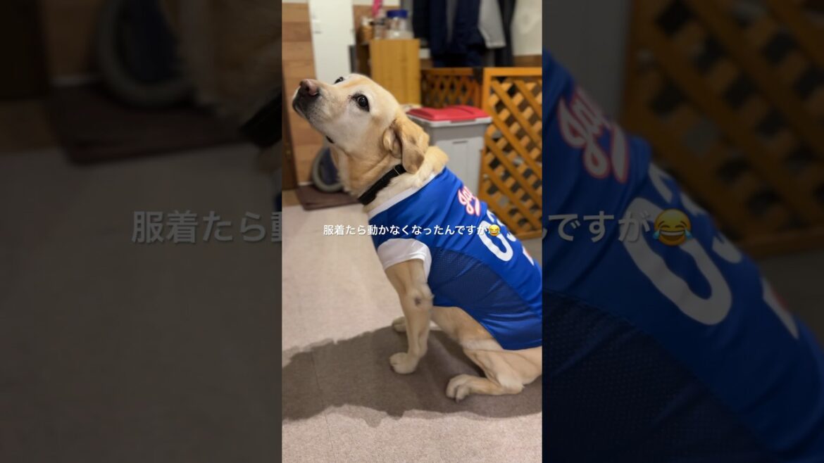 雨なので服を着たら動かなくなった ラブラドール・レトリーバー どうして？ #shorts #ラブラドール #labradorretriever