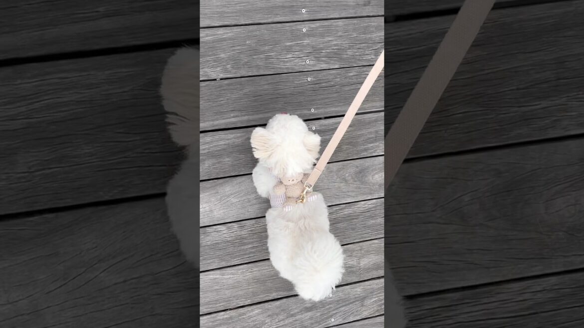 散歩する犬 #shorts #ペキビション