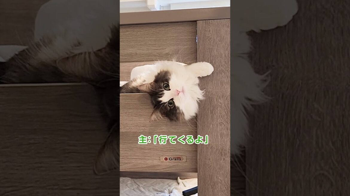 飼い主を引き留める猫【I want you to stay】