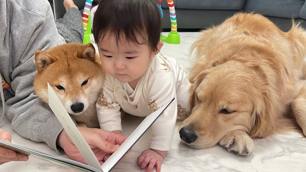読み聞かせをしたらだれよりも真剣に聞き入る豆柴が可愛すぎました...