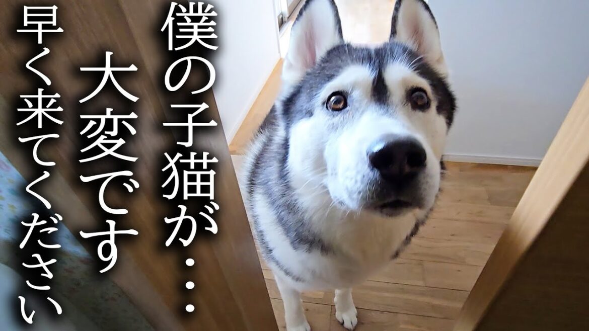 ハスキー犬がクンクン騒いでるのでついて行ったら子猫が...
