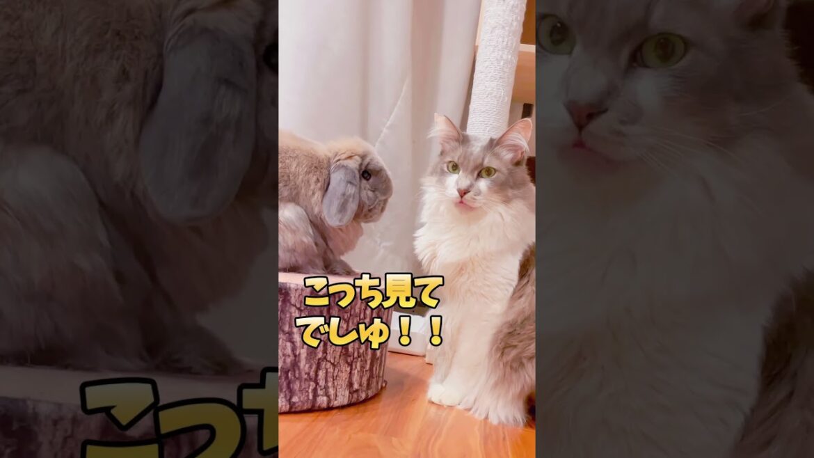 愛のビームを猫に注ぐウサギが健気すぎ笑笑