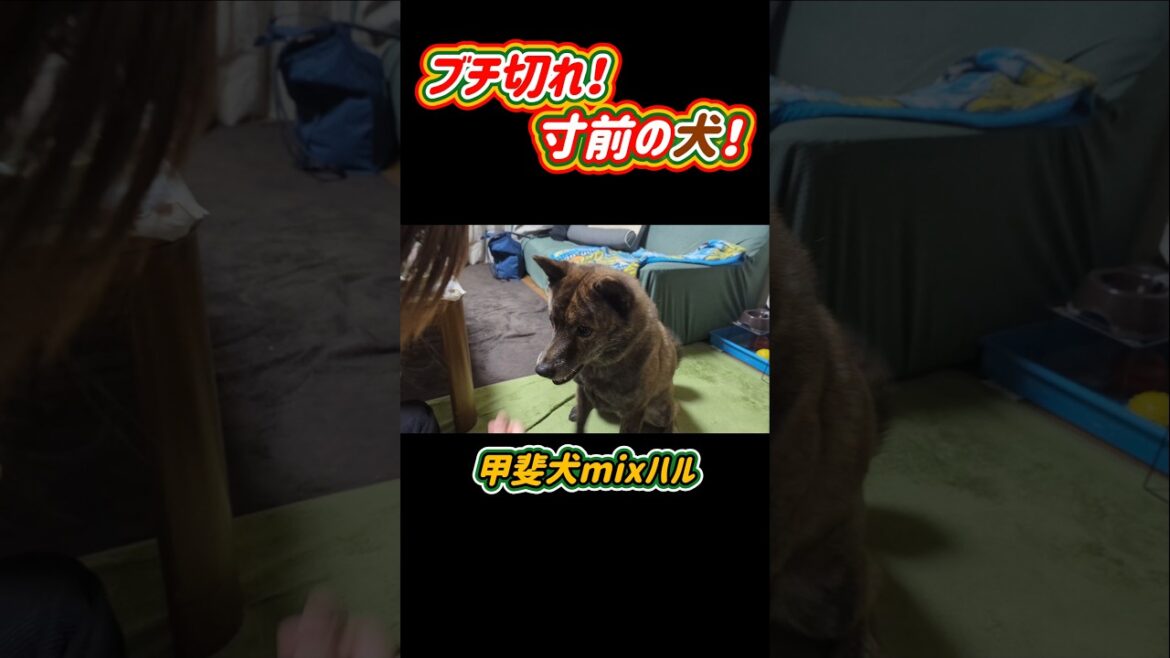 【甲斐犬 mix ハル】あまりにも鶏皮を上げないのでブチ切れそうになる犬 #甲斐犬