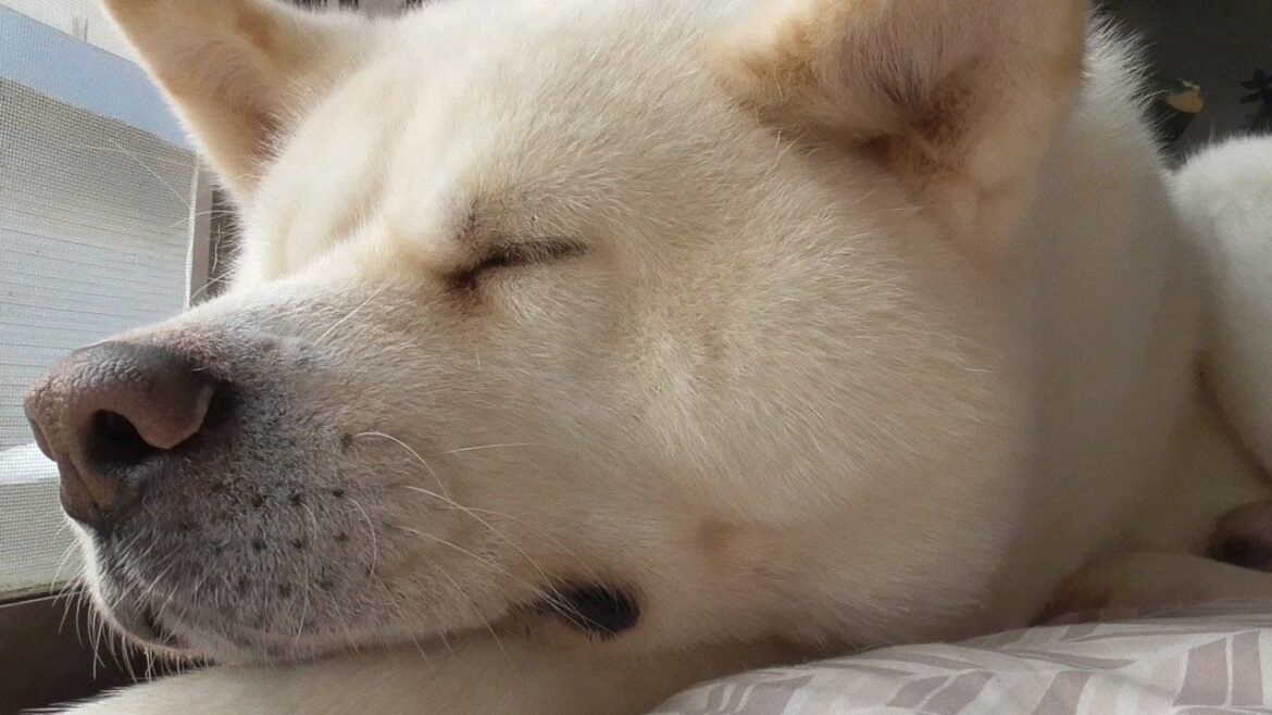 【秋田犬ゆうき】まだまだストーブの前からは離れられないが春はもう間近なのでひたすら眠い【akita dog】