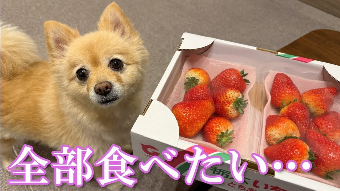 大量の苺をいただいた愛犬がこうなりました…笑